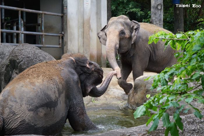 與象同行四十載！臺北市立動物園熱帶雨林區升級啟動，為亞洲象打造更友善新家園